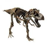 Discovery Channel Ultimate T-Rex Skeleton Model Coupons